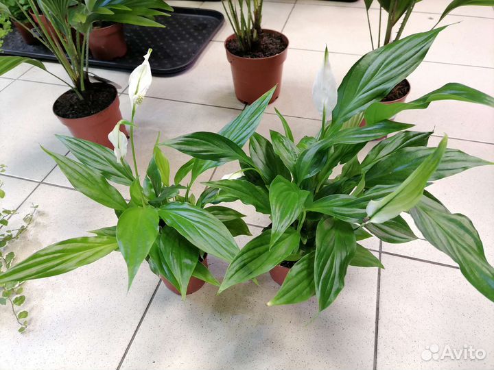 Пальма Ливистона, Спатифиллум Шопен, Фикус пумила