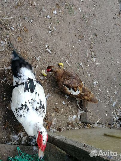 Индоутка мускусная утка