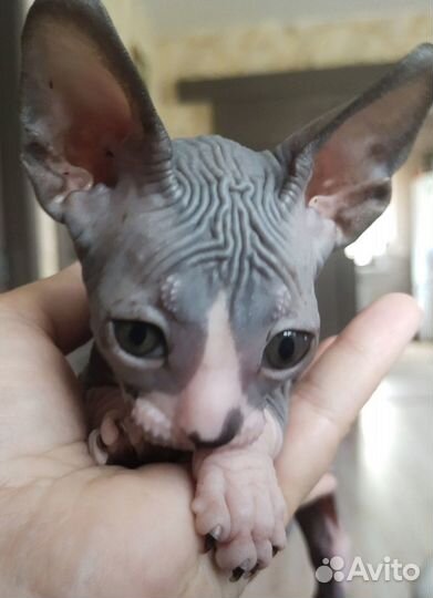 Канадский сфинкс котенок