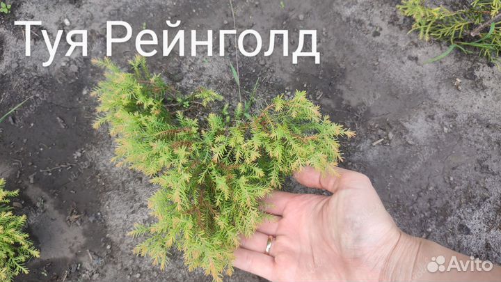 Туя шаровидная