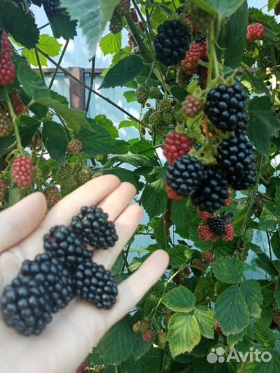 Суперурожайная бесшипая ежевика Торнфри ежемалина