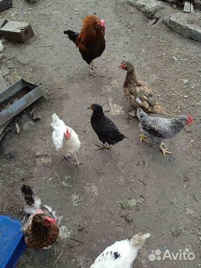 Домашняя птица