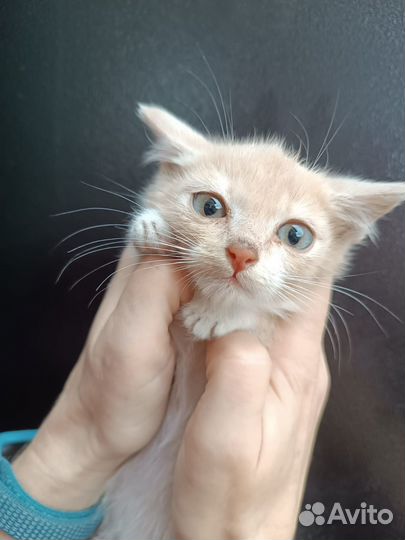 Котенок полтора масяца мальчик в добрые руки