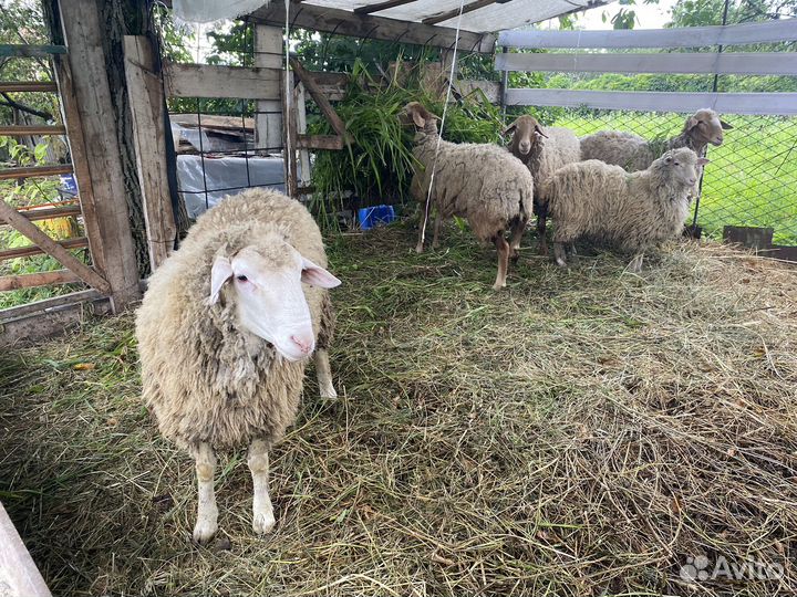 Овцы бараны
