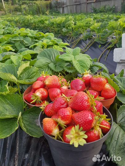 Рассада клубники (земляника садовая)