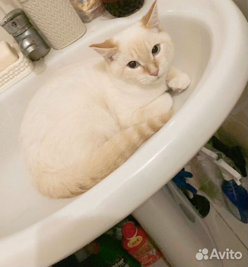 Отдам кота в добрые руки бесплатно