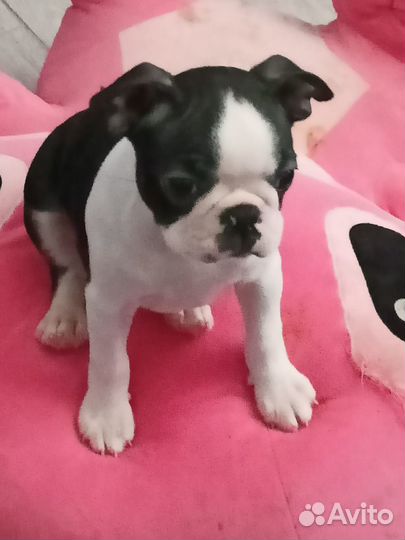 Бостон терьер