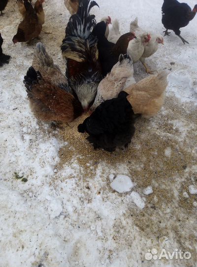 Яйцо куриное на инкубацию