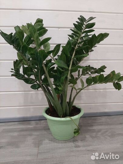 Замиокулькас