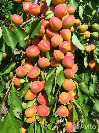 Саженцы и черенки плодовых деревьев и винограда