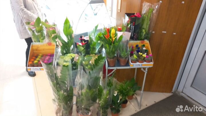 Цветы домашние в горшках. Метро Нахимовский пр