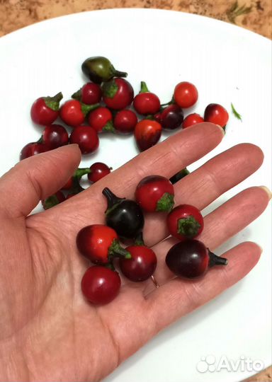 Семена острого перца