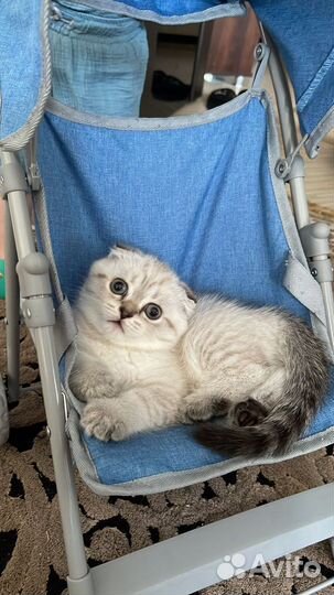 Скотиш фолд -шотландские вислоухие кошки