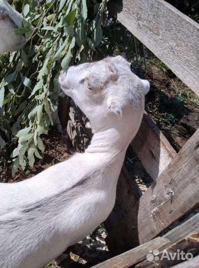 Козлята породыЛаманча