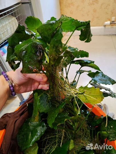 Анубиас растение для аквариума