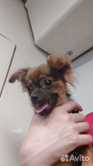 Чихуахуа мальчик