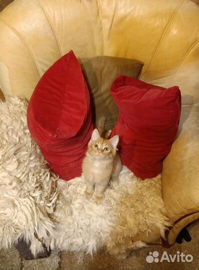 Котята в добрые руки мальчики рыжие