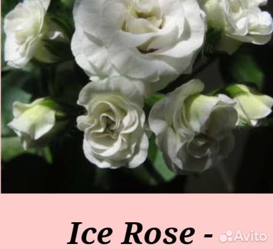 Плющелистная пеларгония Ise Rose (Айс Роуз)