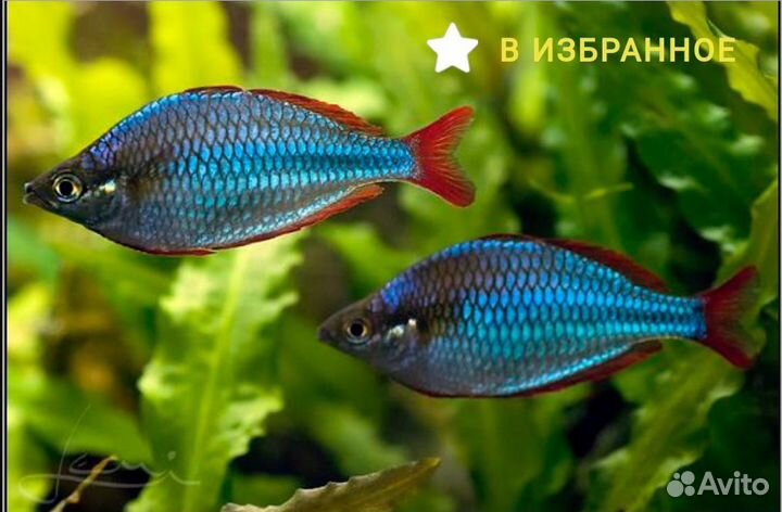 Аквариумные рыбки