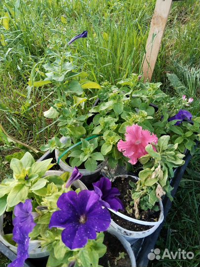 Петуньи в горшках