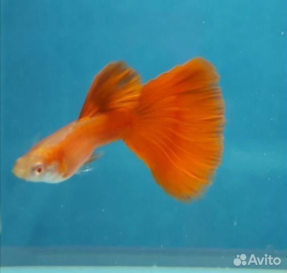 Гуппи, Моллинезии, Пицилии, Сомики, Гурами и др