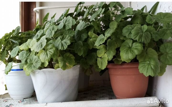 Пеларгония герань алая