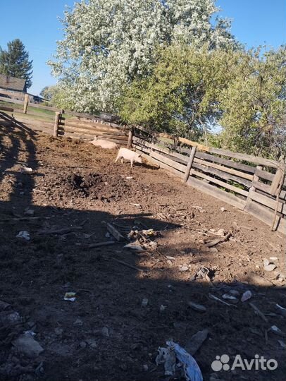 Поросята ландрас дюрок