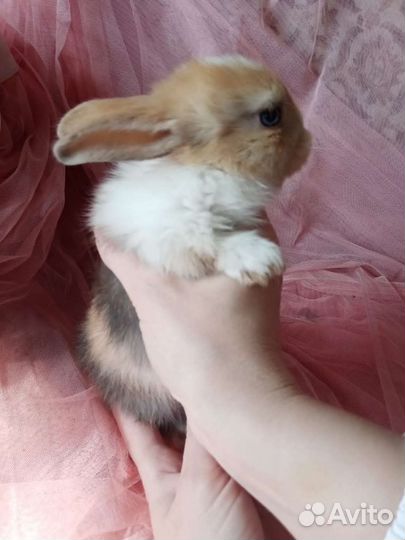 Декоративные карликовые кролики