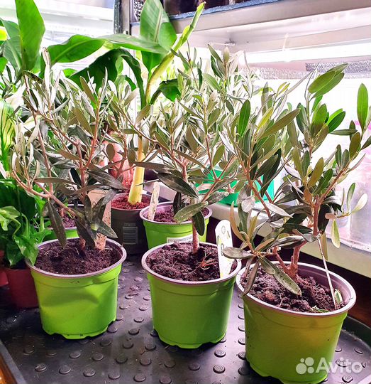 Оливковое дерево на штамбе комнатное