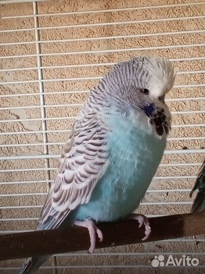 Попугаи ввп