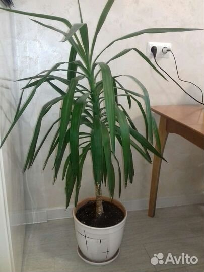 Панданус 1м 20см