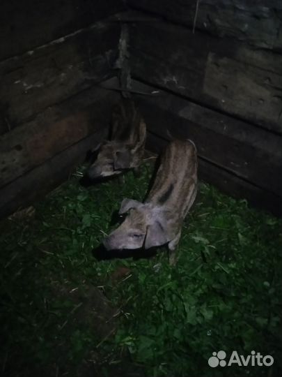Поросята