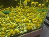 Улитки аквариумные