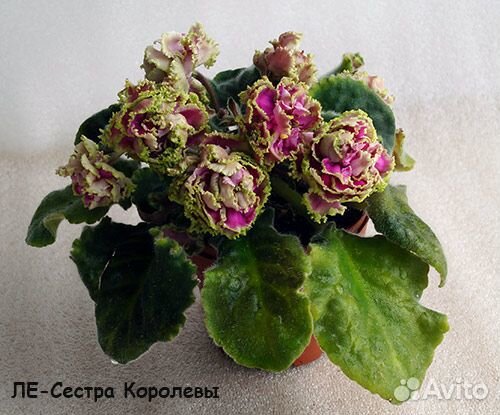 Фиалки-4 (листья на срез)