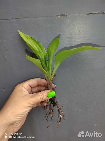 Хоста, многолетники