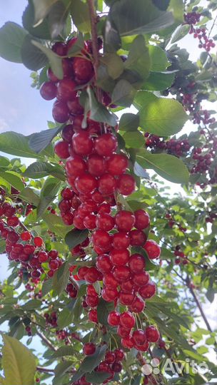 Вишня ягода