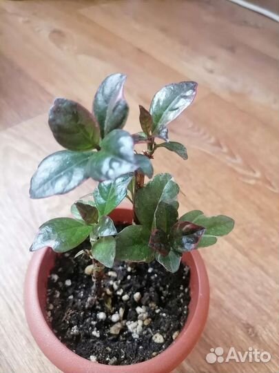 Псевдоэрантемум