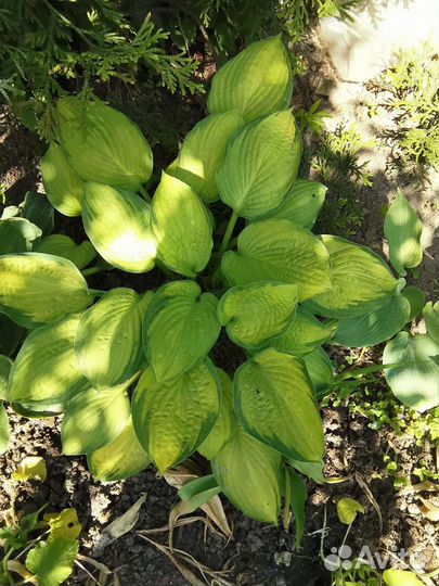 Рассада многолетних цветов, Хоста, пионов, монарда