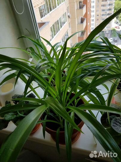 Хлорофитумы