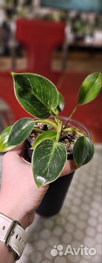 Филодендрон биркин