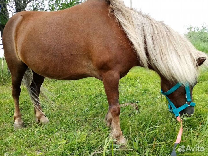 Продам пони