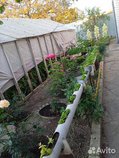 Цветы аптения