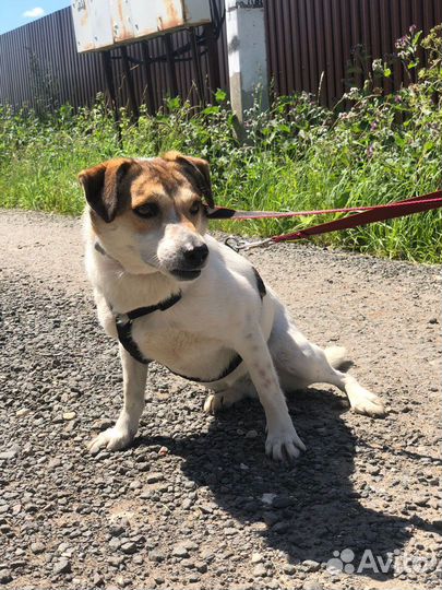 Маленькая собачка Мия 1,5 года