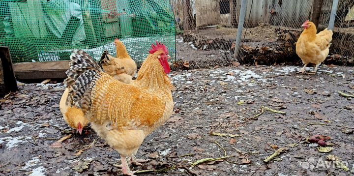 Куры нидерхайнер