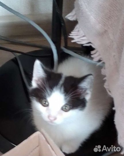 Котята