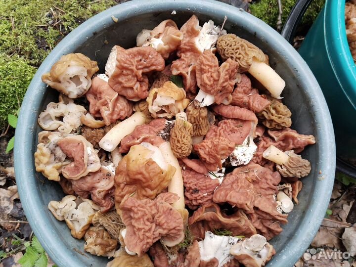 Грибы свежие