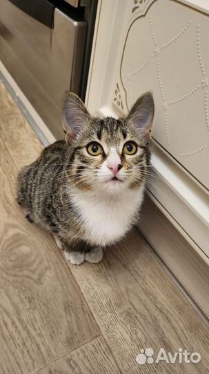 Котëнок в добрые руки