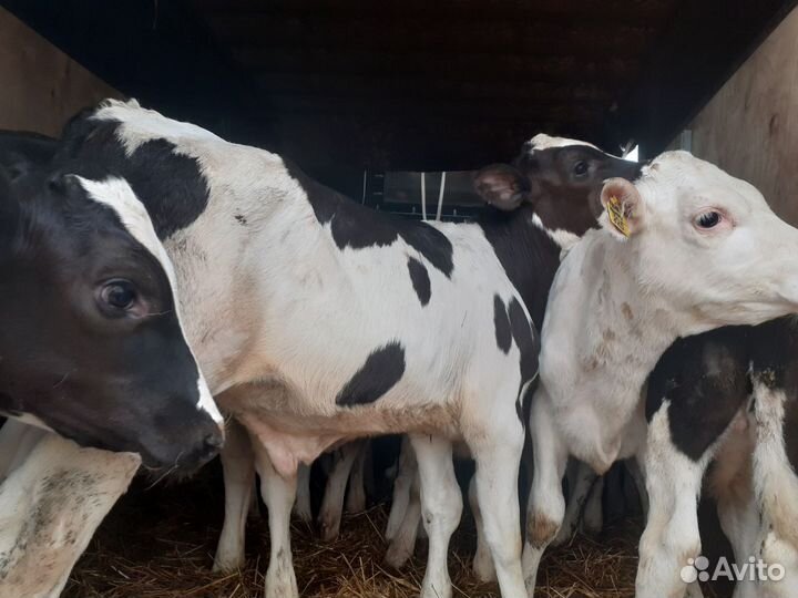 Бычки 1-3 месяца