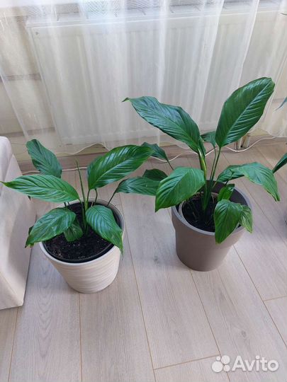 Спатифиллум