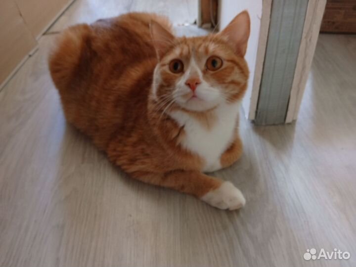 Кот
